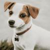 Jack Russell Terrier Puppies Diamond Painting