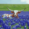 Longhorn and Bluebonnets Diamond Painting