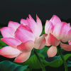 Lotus Flowers Diamond Painting