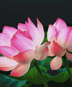 Lotus Flowers Diamond Painting