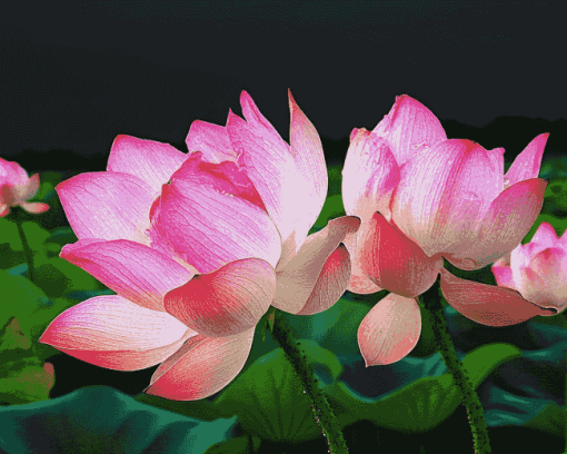 Lotus Flowers Diamond Painting