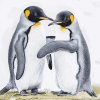 Love-Inspired Penguin Diamond Painting