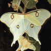 Luna Moth Butterfly Diamond Painting