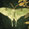 Luna Moth Insect Diamond Painting