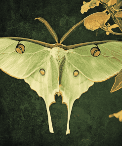 Luna Moth Insect Diamond Painting