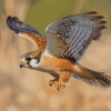 Majestic Kestrel Bird Diamond Painting