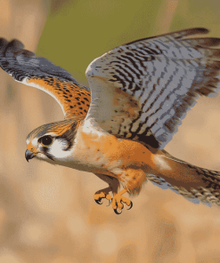 Majestic Kestrel Bird Diamond Painting