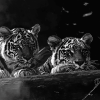 Monochrome Baby Tiger Diamond Painting