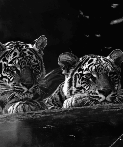 Monochrome Baby Tiger Diamond Painting