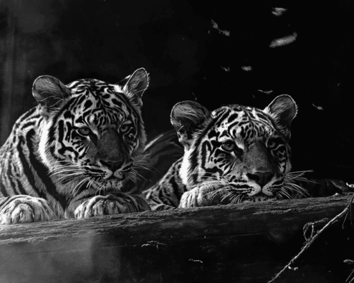 Monochrome Baby Tiger Diamond Painting