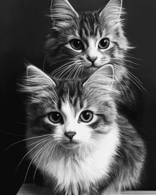 Monochrome Fluffy Kittens Diamond Painting