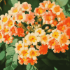 Orange Blossom Lantanas Diamond Painting