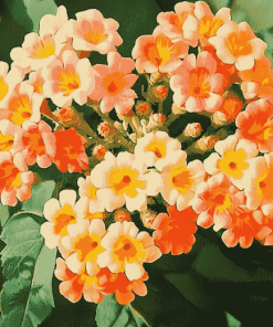 Orange Blossom Lantanas Diamond Painting