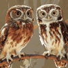 Owl Couple Diamond Painting Birds