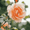 Peach Rose Blossoms Diamond Painting