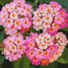 Pink Lantanas and Roses Diamond Painting