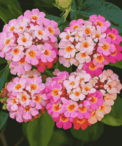 Pink Lantanas and Roses Diamond Painting