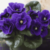 Purple Blossom Flowers Diamond Painting