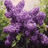 Purple Lilac Blossoms Diamond Painting