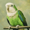 Quaker Parrot Diamond Painting