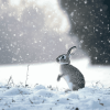 Rabbit Dancing in Snowy Mountains Diamond Painting