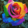 Rainbow Flower Blossoms Diamond Painting