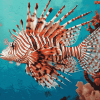 Red Lionfish Aquatic Diamond Painting