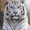 Siberian Tiger Wildlife Diamond Painting