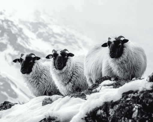 Valais Blacknose Sheep Diamond Painting