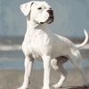 White Boxer Puppy Diamond Painting