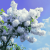 White Lilac Blossom Diamond Painting