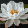 White Lotus Flower Diamond Painting