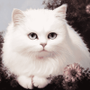 White Persian Kitten Diamond Painting