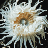 White Sea Anemone Ocean Life Diamond Painting