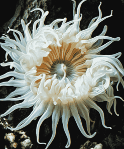 White Sea Anemone Ocean Life Diamond Painting