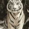 White Siberian Tiger Diamond Painting