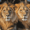 Wild Lion Majesty Diamond Painting