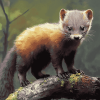 Wild Marten Animal Diamond Painting