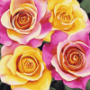 Yellow and Pink Rose Blossoms Diamond Painting